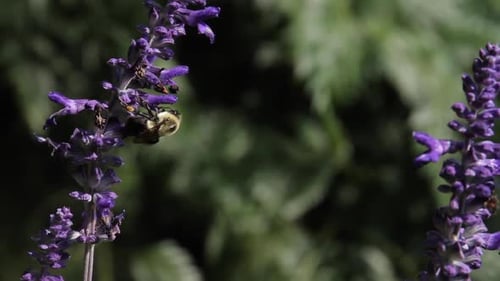 Bee Flies Around and Pollinates Purple Flowers in Sunny Garden
