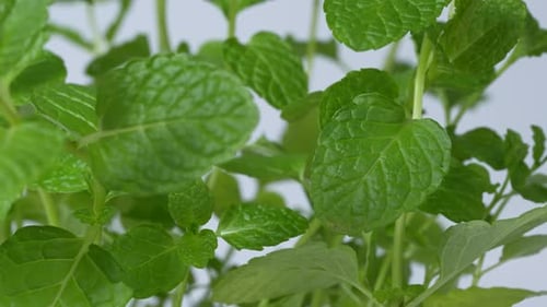 Menthe, feuilles vertes 42