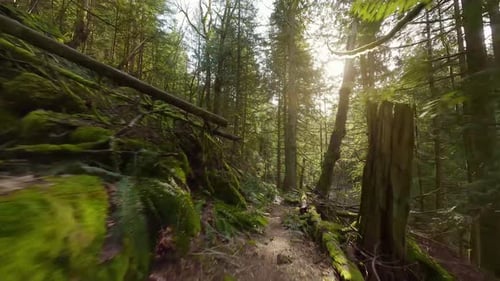 Smooth Flight Between the Trees Close to Branches in a Fabulous Spring Forest