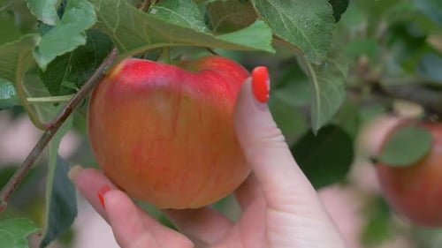 Hand Touching a Ripe Apple on a Tree
