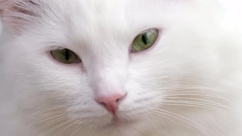 Cat Muzzle Closeup Green Eyes White Domestic Cat
