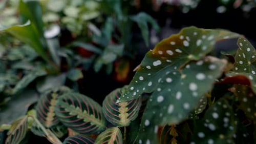 Indoor Green Plants With Interesting Leaf Markings