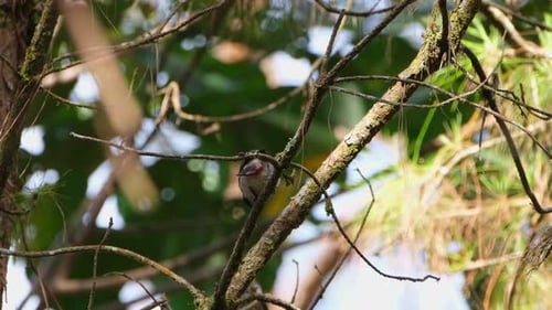 Von hinten gesehen hüpft er dann in die Kamera, geht hoch und bellt, rußköpfiger Bulbul Pycnono