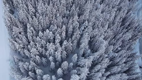 Breathtaking aerial view of a dense, snow-covered pine forest in winter in the Swiss Alps, Switzerla