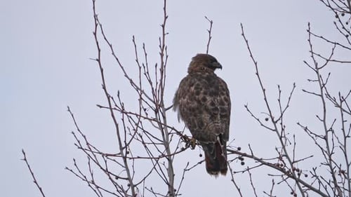 Rotschwanzfalke thront in einem Baum und fliegt dann davon