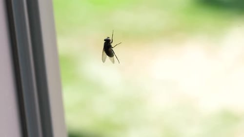 Fly on Window Close Up in Bright Light
