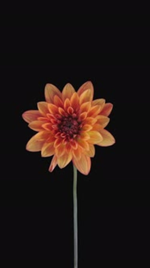 orange Dahlienblüte isoliert auf schwarzem Hintergrund