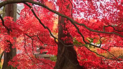 red tree in japan with the leaves falling off the branches