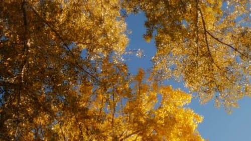 Golden trees on a blue sky background