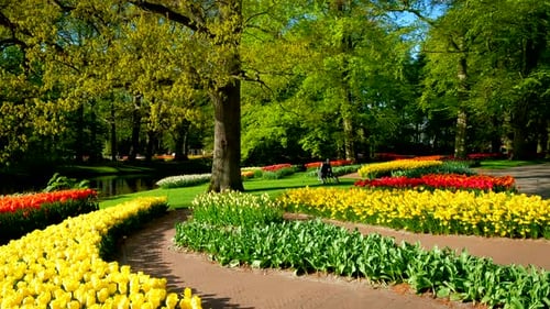 Keukenhof Flower Garden Lisse the Netherlands