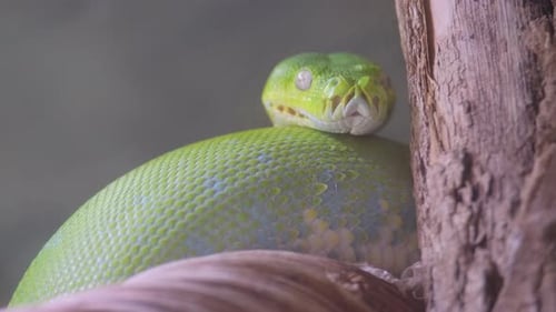 Una serpiente verde descansa sobre una rama mezclándose con su entorno