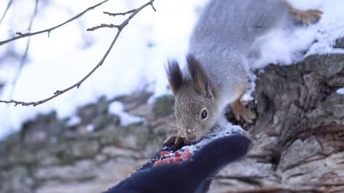 Squirrel Eating Nuts From Hand in Snowy Winter Park