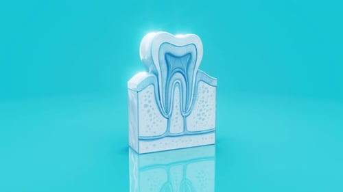 Konzeptionelle 3D-Animation einer menschlichen Zahnanatomie