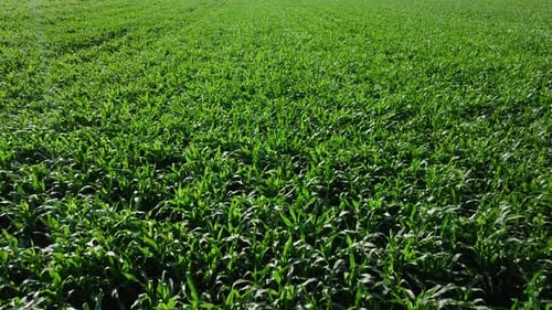 Aerial view of rural countryside landscape with growing Corn Field on sunny day. Drone shot of Corn