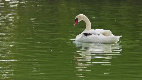 Elegant Swan Swimming Calmly on Lake Water
