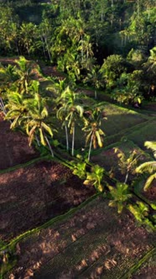 Aerial View of Beautiful Tropical Landscape and Rice Fields