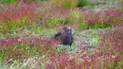 Gestreifte Caracaras ernähren die New Island Falklandinseln im Südatlantik.