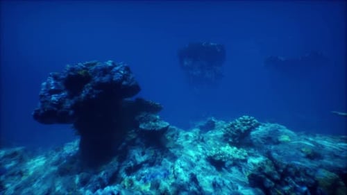 Un grand groupe de poissons nageant au-dessus d'un récif corallien