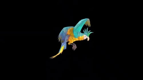Flying Blue and Yellow Macaw Parrot with Alpha Channel