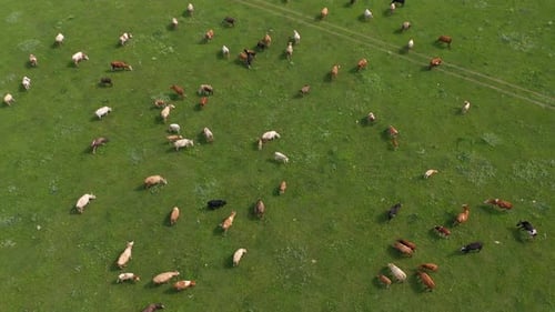 Drohnen-Luftaufnahme von Kühen, die auf einer Weidelandschaft weiden