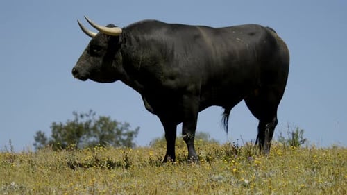 Majestic Bull Standing in Grassy Rural Field