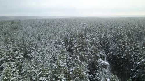 Aerial view of a frozen pine tree forest with snow covered trees in winter. Flight above winter fore