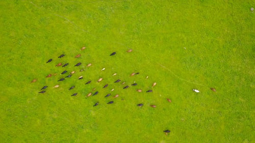 Lush green pasture with large herd of cows, Aerial footage