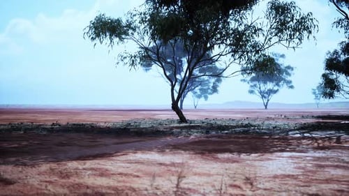 Dry Landscape with Scattered Trees in an African Savanna Under Bright Sky