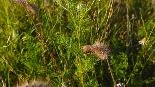 Wild Chamomile Plants and Dried Thistles Growing in a Meadow