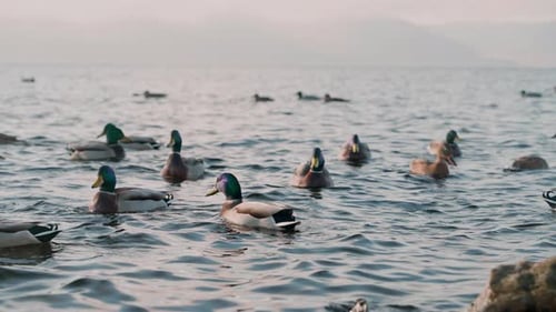 A large flock of wild ducks swims in the river near the stones on the shore.