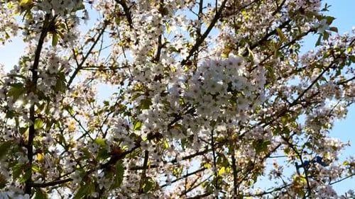 Cherry tree (Prunus sp.) blossoms in spring with white flowers moving gently in wind