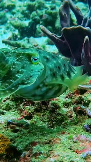 Common cuttlefish in its habitat, vertical perspective, Nature Stock ...