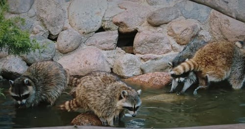 Raccoons Foraging in a Pond Wildlife Scene