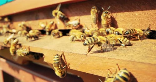 Close Up Shot Slowmoting Selective Focus on Beehievs Busy Bees Working Collecting Pollen Working