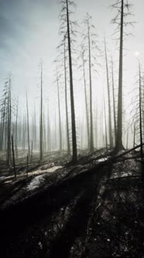 Dense Forest With Tall Trees