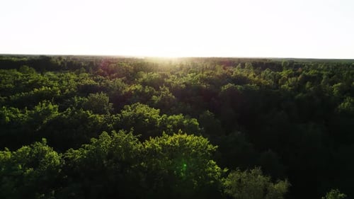 Vista de un Zumbido del bosque durante la puesta de sol