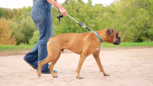 Woman and Dog Walking on Leash in Park
