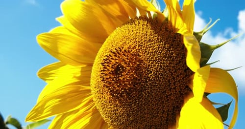 Sunflower Against the Sky. Sunflower Swaying in the Wind. Natural Plant Grows As Industrial Plant in