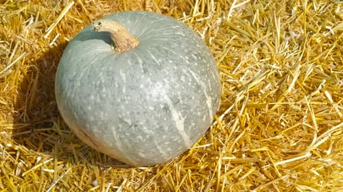 Big Pumpkin in Open Air
