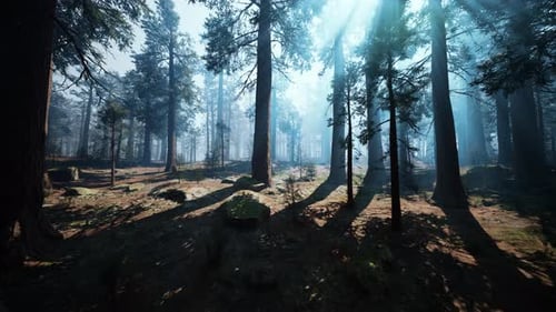 Majestic Sequoia Forest