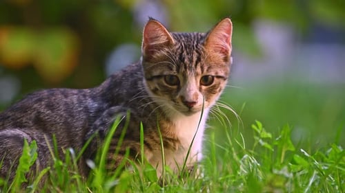 Portrait einer Katze