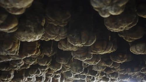 Close Up of Cured Meat Hanging in Dark Room