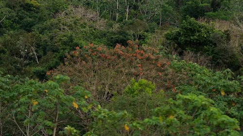 Aerial View Flying Over Lush Green Canopy of Amazon Jungle Expansive Tropical Forest Reveals a Rich