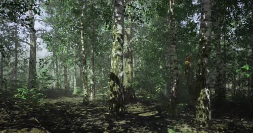 Dense Forest with Mist and Greenery in a Serene Natural Setting