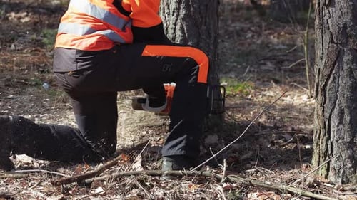 Ein Holzfäller in Schutzausrüstung verwendet eine Kettensäge, um einen großen Baum in einem Wald zu fällen