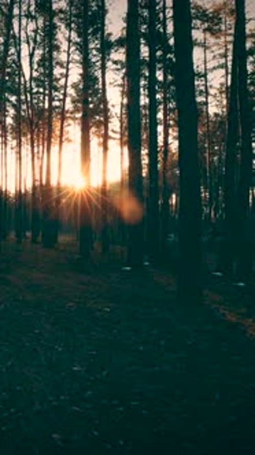 Magnifique lever de soleil, soleil et soleil