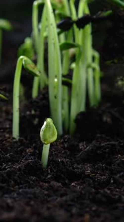 Timelapse Closeup Showing Green Wheat Sprouts Growing From Soil
