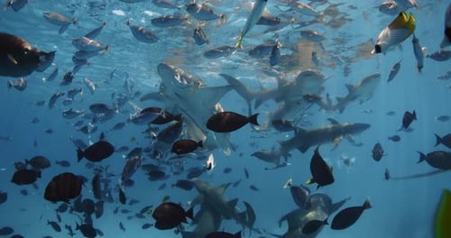 Nurse Sharks Underwater with Tropical Fishes in Blue Ocean Sharks in Tropical Sea in Maldives