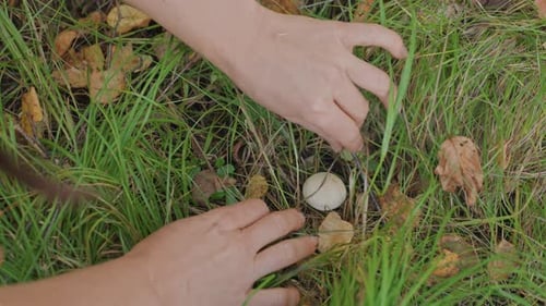 Woman Hands Picking Mushroom in Autumn Forest