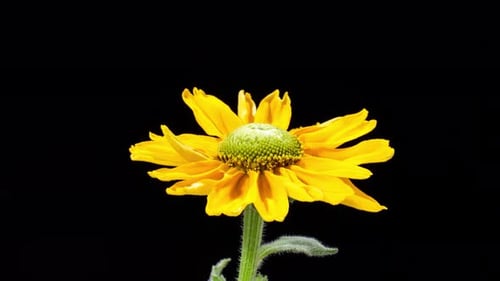 Rudbeckia Hirta Flower Blooming Time Lapse on Black